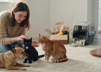 Woman Adopts Kitten, Then Previous Owner Demands It Back Days Later