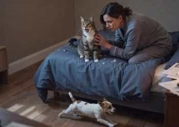 Cat Screams at “Nothing” for Weeks, Then a Tiny Terrier Finally Reveals Why Cat Screams at “Nothing” for Weeks, Then a Tiny Terrier Finally Reveals Why