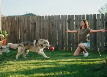She Adopted a Husky Two Weeks Ago, and Now the Old Owner Wants Him Back