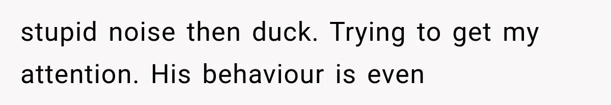 stupid noise then duck. Trying to get my attention. His behaviour is even