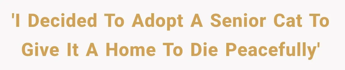 'I decided to adopt a senior cat to give it a home to die peacefully'