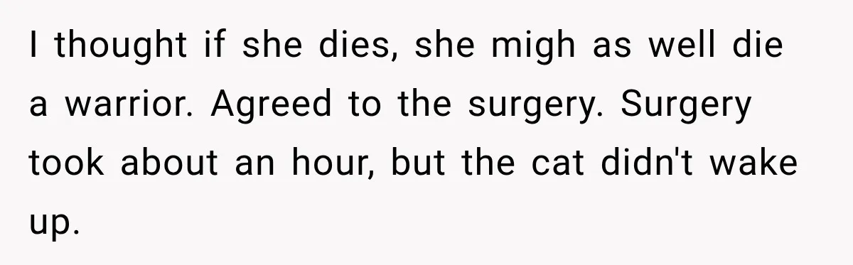 I thought if she dies, she migh as well die a warrior. Agreed to the surgery. Surgery took about an hour, but the cat didn't wake up.