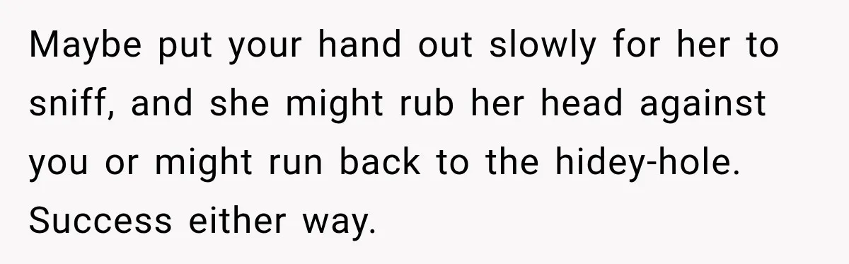 Maybe put your hand out slowly for her to sniff, and she might rub her head against you or might run back to the hidey-hole. Success either way.