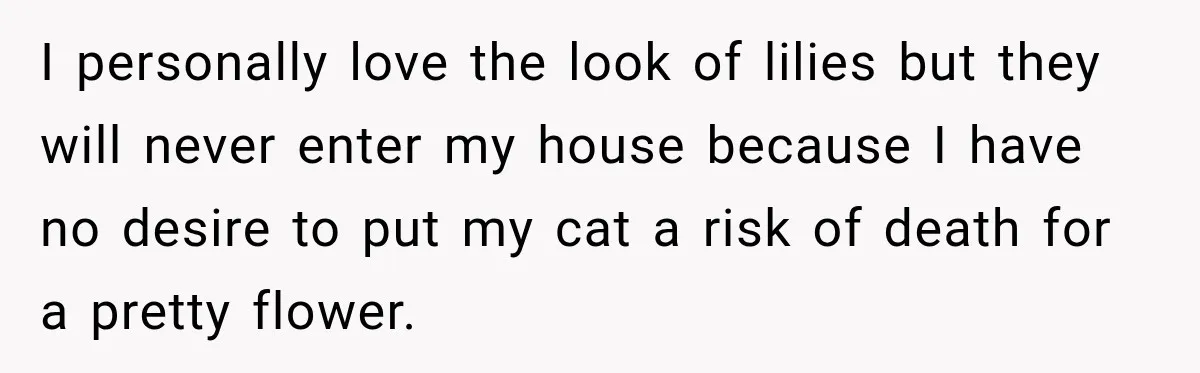 Clerk Jokes About A Man Buying Flowers, Then Learns They’re For His Son’s Grave I personally love the look of lilies but they will never enter my house because I have no desire to put my cat a risk of death for a pretty...
