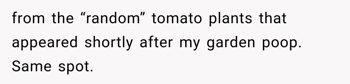 from the “random” tomato plants that appeared shortly after my garden poop. Same spot.