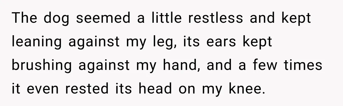 The dog seemed a little restless and kept leaning against my leg, its ears kept brushing against my hand, and a few times it even rested its head on my...