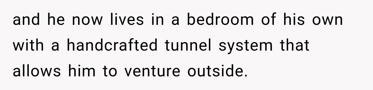 and he now lives in a bedroom of his own with a handcrafted tunnel system that allows him to venture outside.