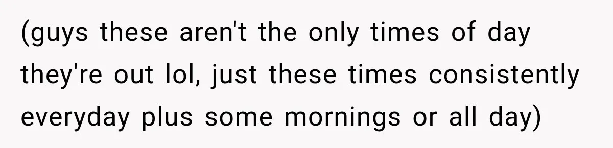 (guys these aren't the only times of day they're out lol, just these times consistently everyday plus some mornings or all day)