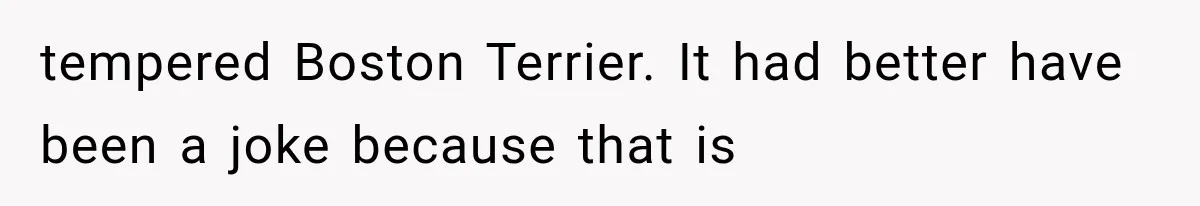 tempered Boston Terrier. It had better have been a joke because that is