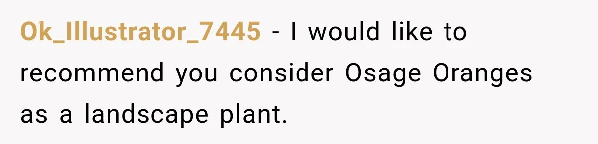 Ok_Illustrator_7445 − I would like to recommend you consider Osage Oranges as a landscape plant.