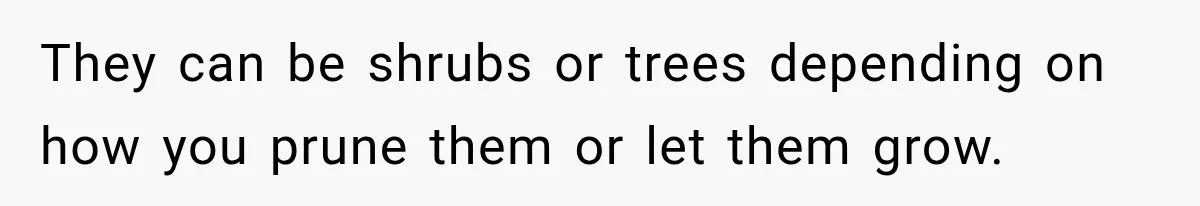 They can be shrubs or trees depending on how you prune them or let them grow.