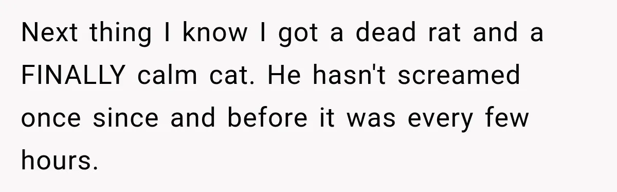Next thing I know I got a dead rat and a FINALLY calm cat. He hasn't screamed once since and before it was every few hours.
