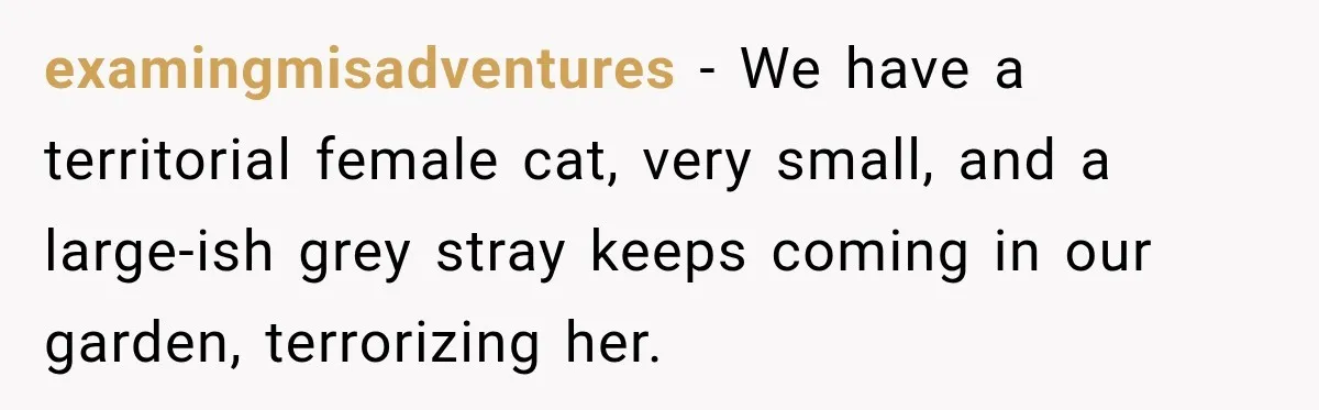 examingmisadventures − We have a territorial female cat, very small, and a large-ish grey stray keeps coming in our garden, terrorizing her.