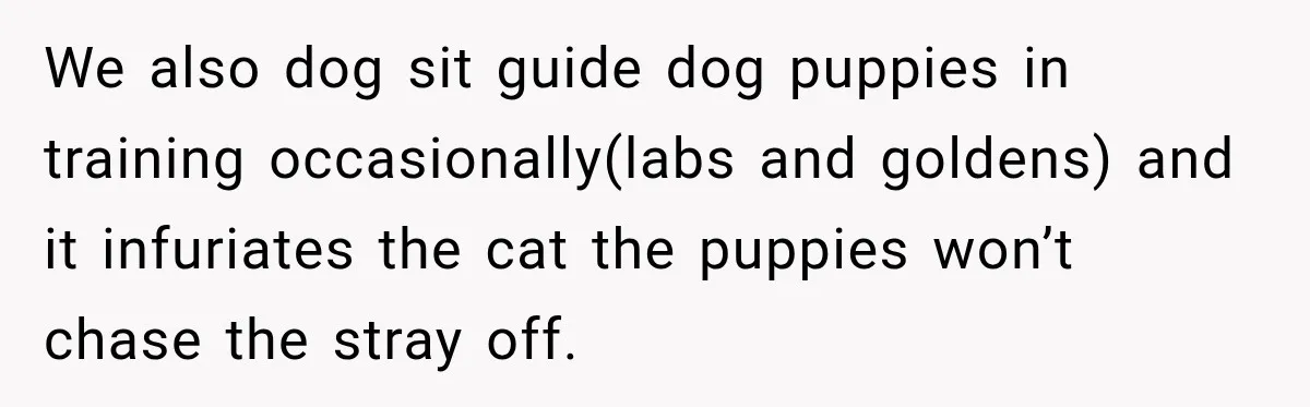 We also dog sit guide dog puppies in training occasionally(labs and goldens) and it infuriates the cat the puppies won’t chase the stray off.