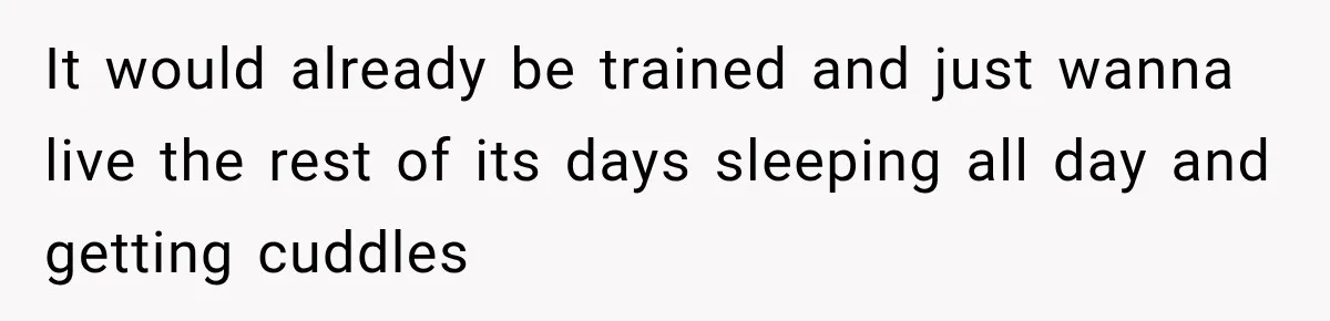 It would already be trained and just wanna live the rest of its days sleeping all day and getting cuddles