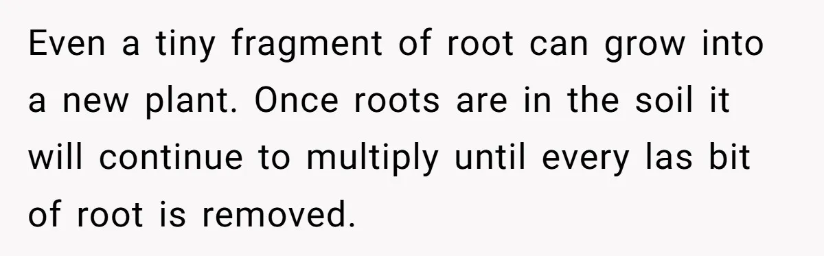 He Was Tired of His Neighbor Speeding Through the Neighborhood, So He Started Planting a Very Petty Problem in His Yard Even a tiny fragment of root can grow into a new plant. Once roots are in the soil it will continue to multiply until every las bit of root is...