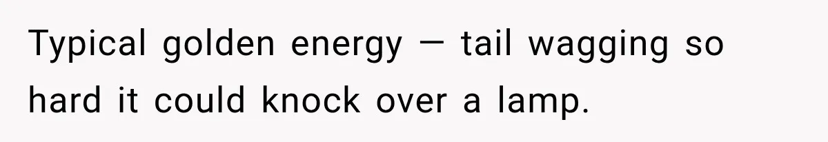 Typical golden energy — tail wagging so hard it could knock over a lamp.