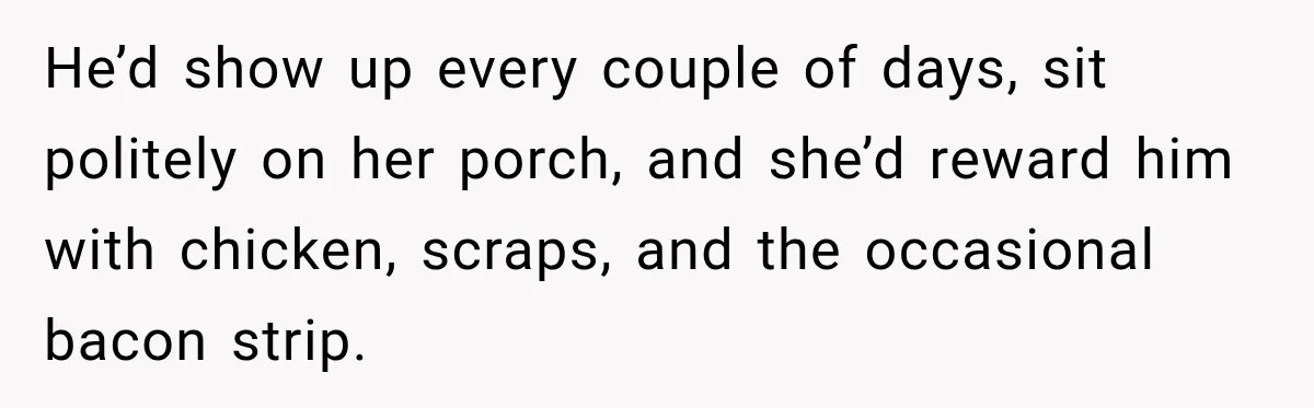 He’d show up every couple of days, sit politely on her porch, and she’d reward him with chicken, scraps, and the occasional bacon strip.