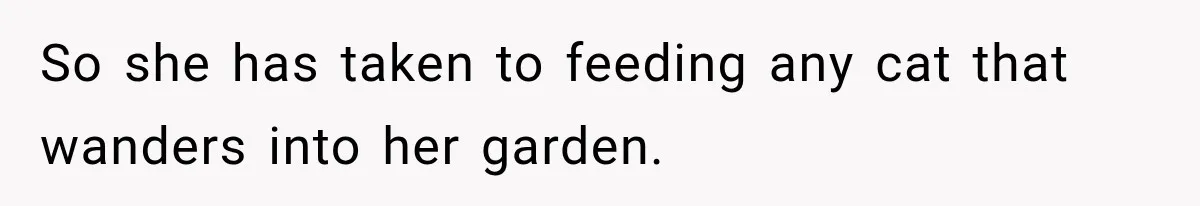 So she has taken to feeding any cat that wanders into her garden.