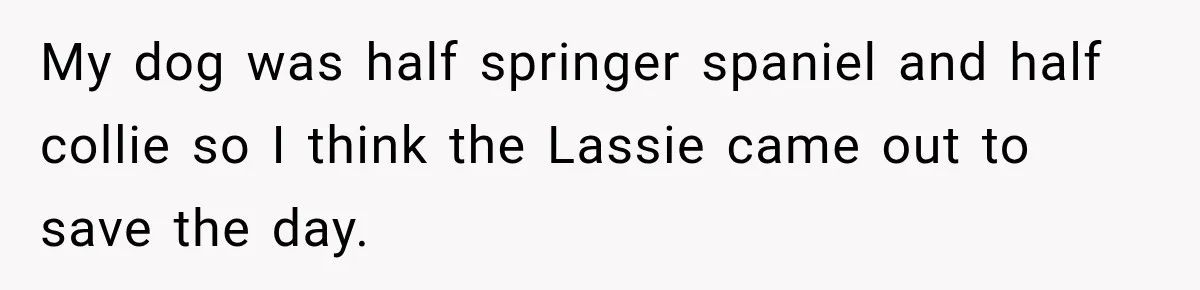 My dog was half springer spaniel and half collie so I think the Lassie came out to save the day.