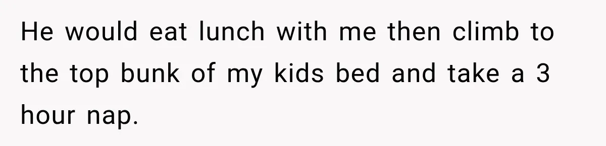 He would eat lunch with me then climb to the top bunk of my kids bed and take a 3 hour nap.