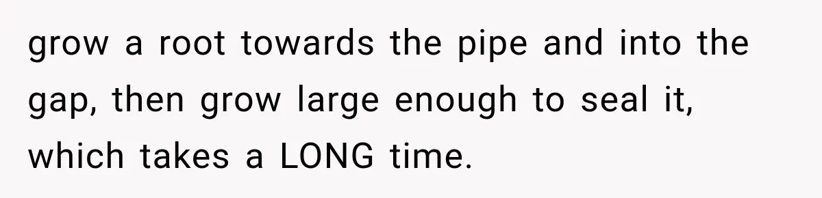 grow a root towards the pipe and into the gap, then grow large enough to seal it, which takes a LONG time.