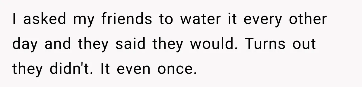 I asked my friends to water it every other day and they said they would. Turns out they didn't. It even once.