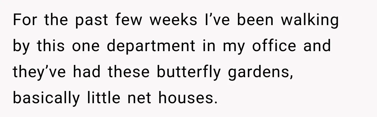 For the past few weeks I’ve been walking by this one department in my office and they’ve had these butterfly gardens, basically little net houses.