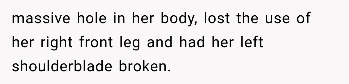 massive hole in her body, lost the use of her right front leg and had her left shoulderblade broken.
