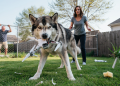 Neighbor Harasses a Dog With His Drone for Months, Then Sues After the Dog Finally Destroys It