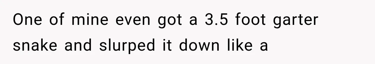Neighbor Harasses a Dog With His Drone for Months, Then Sues After the Dog Finally Destroys It One of mine even got a 3.5 foot garter snake and slurped it down like a